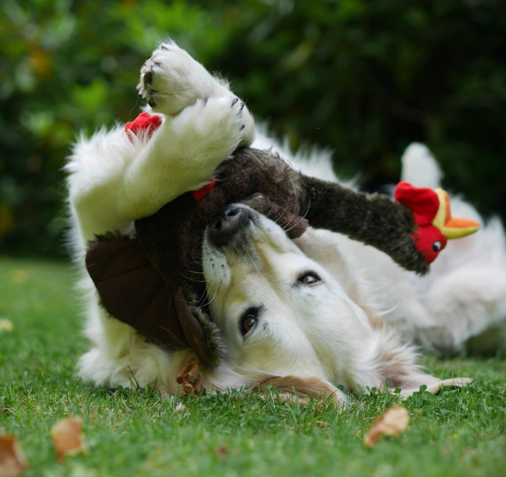 Hamlet, chien médiateur à la Villa Epidaure, Ehpad à Garches