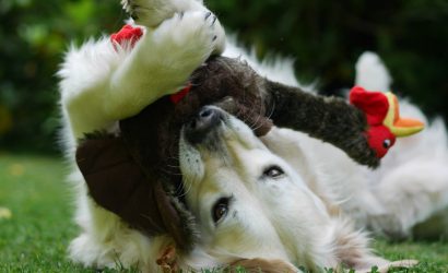 Hamlet, chien médiateur à la Villa Epidaure, Ehpad à Garches